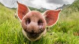 Schwein