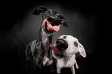 Hunde