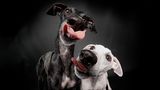 Hunde