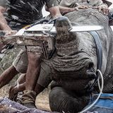 Nashorn wird enthornt