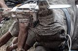 Nashorn wird enthornt