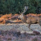 National Park Hoge Veluwe