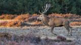 National Park Hoge Veluwe
