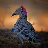 Great Bowerbird in Australien