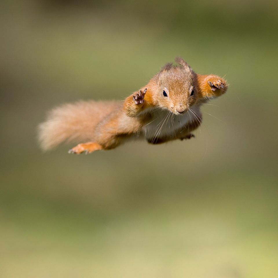 Springendes Eichhörnchen