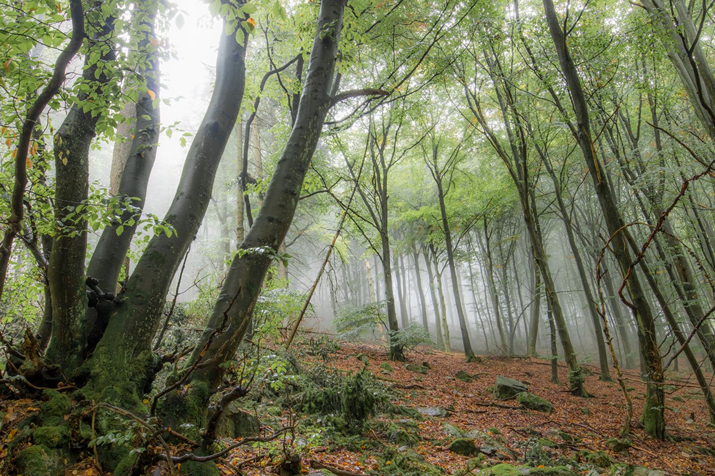 GEO Leserfoto: Die besten Leserfotos: Oktober 2019 - Bild 13 Taunus im Herbst