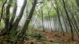 Taunus im Herbst
