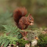Eichhörnchen im Wald