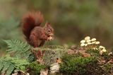 Eichhörnchen im Wald