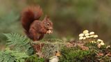 Eichhörnchen im Wald