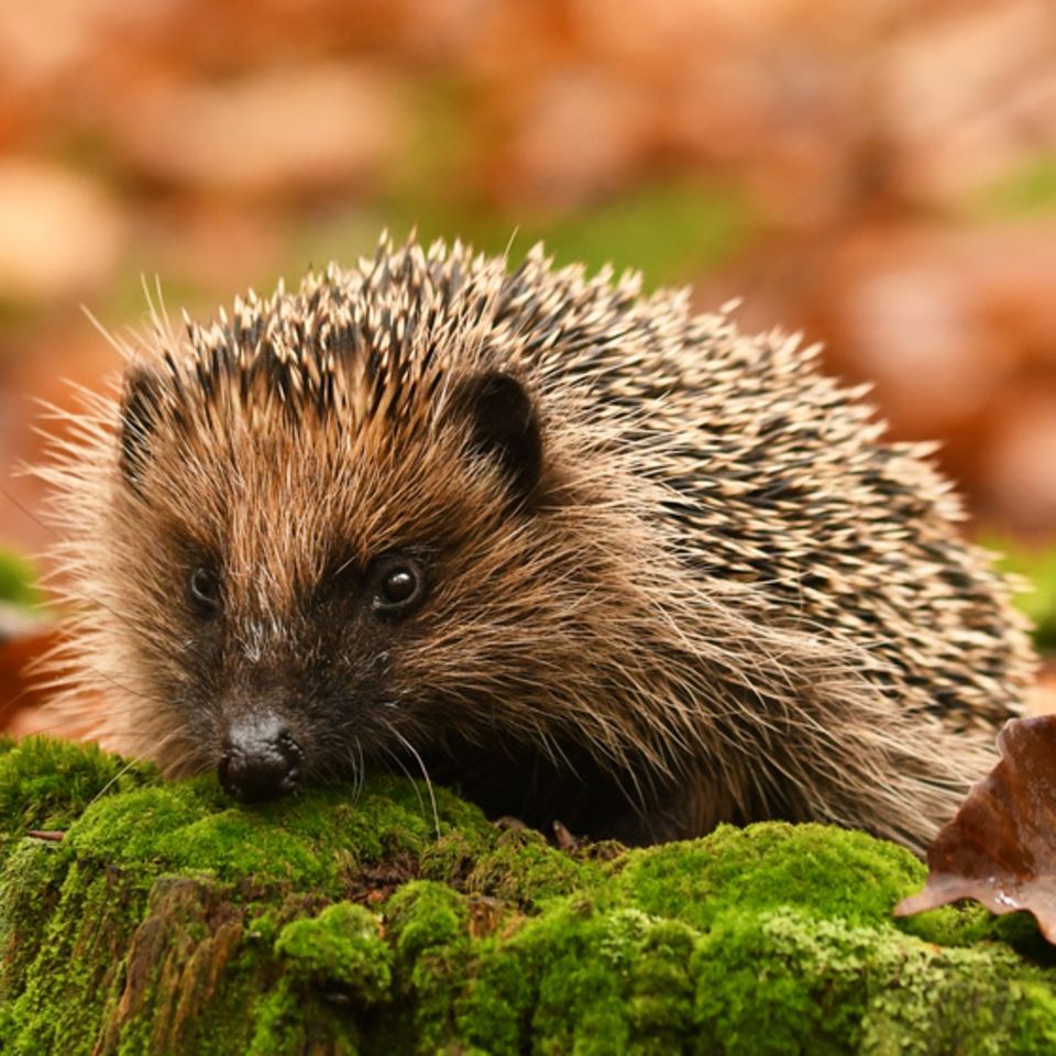 Igel im Herbst
