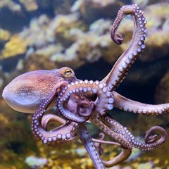 Oktopus