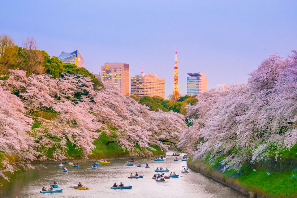Kirschblüte Tokio