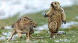 Wildlife Photographer of the Year