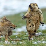 Wildlife Photographer of the Year