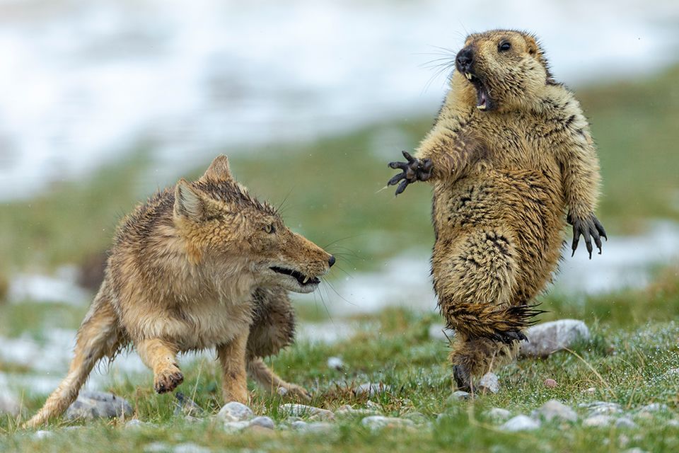 Wildlife Photographer of the Year