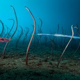 Wildlife Photographer of the Year