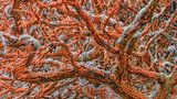 Wildlife Photographer of the Year