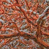 Wildlife Photographer of the Year