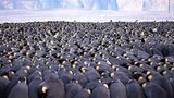 Wildlife Photographer of the Year