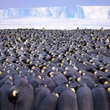 Wildlife Photographer of the Year