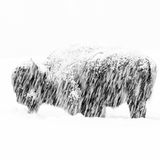 Wildlife Photographer of the Year