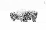 Wildlife Photographer of the Year