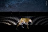 Wildlife Photographer of the Year