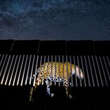 Wildlife Photographer of the Year