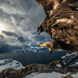 Wildlife Photographer of the Year