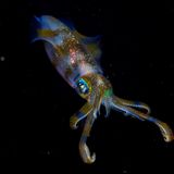 Wildlife Photographer of the Year