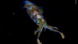 Wildlife Photographer of the Year