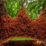 Wildlife Photographer of the Year