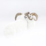 Wildlife Photographer of the Year