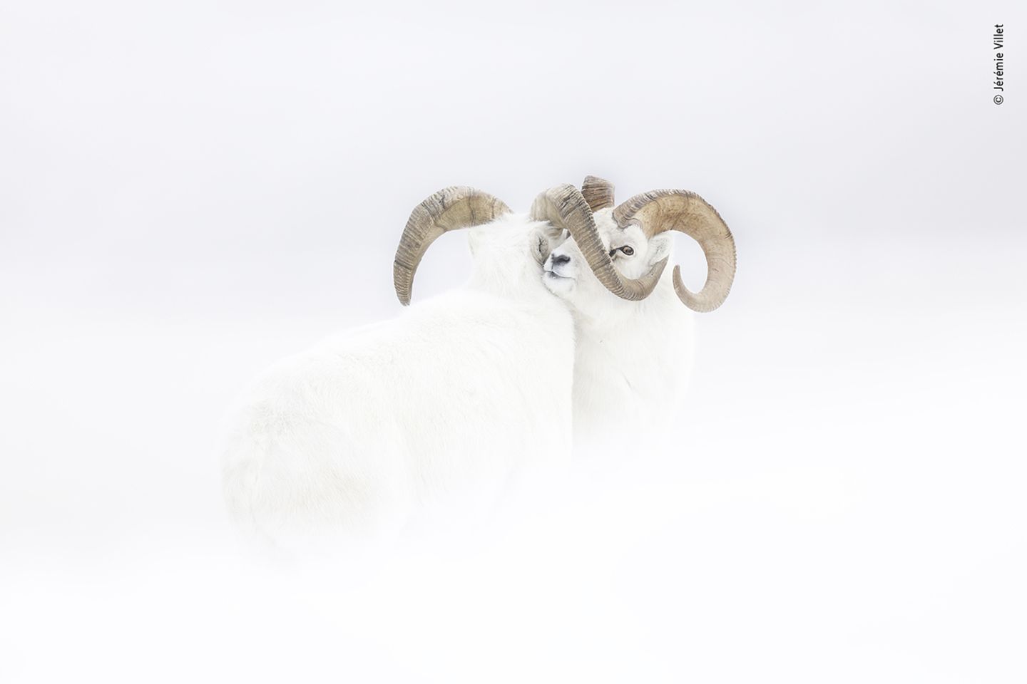 „Rising Star“-Portfoliopreis Wildlife Photographer of the Year