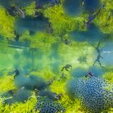 Wildlife Photographer of the Year