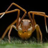 Wildlife Photographer of the Year