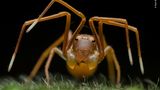 Wildlife Photographer of the Year