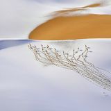 Wildlife Photographer of the Year