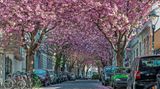 Bonn