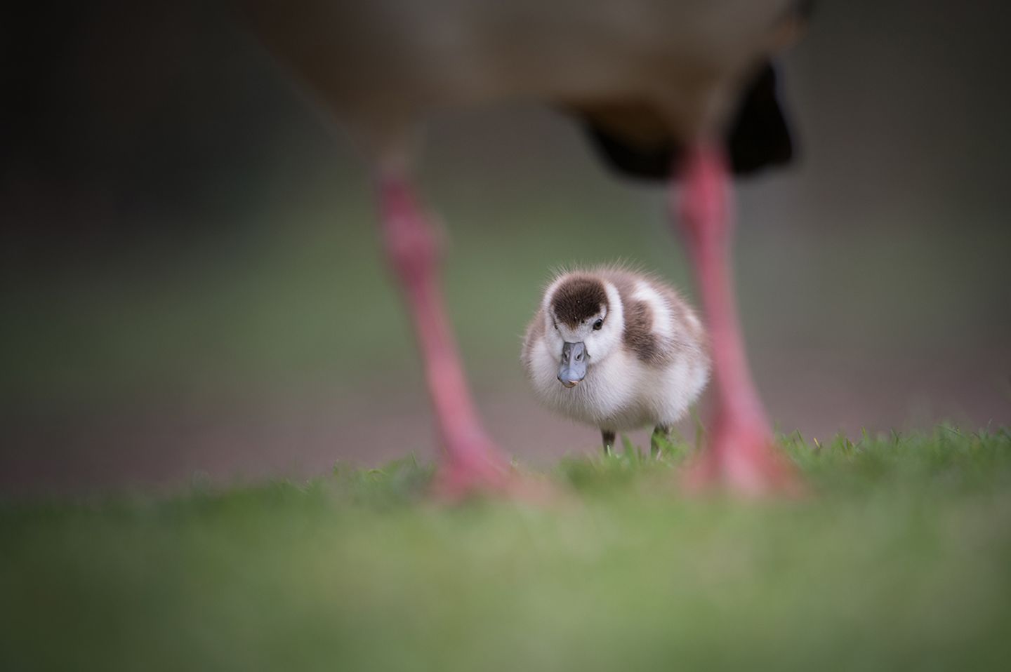 GEO Leserfoto: Die besten Leserfotos: Oktober 2019 - Bild 6 Nilganskücken