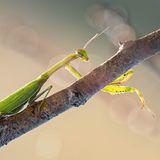 Europäische Gottesanbeterin