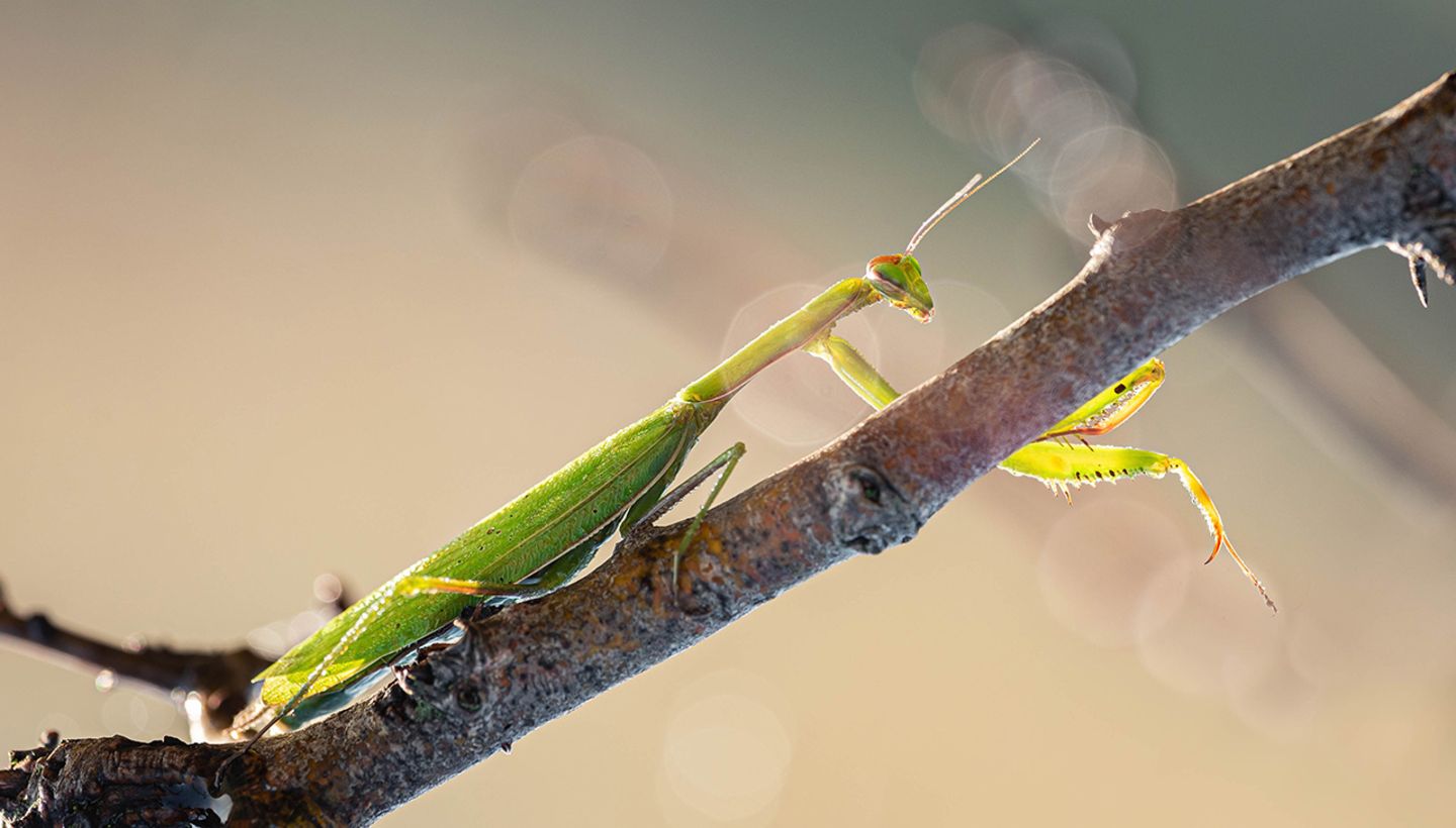 GEO Leserfoto: Die besten Leserfotos: Oktober 2019 - Bild 5 Europäische Gottesanbeterin
