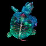 Fluoreszierender Schildkrötenembryo
