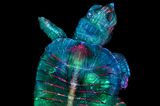Fluoreszierender Schildkrötenembryo