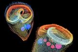 Einzellige Süßwasser Protozoen