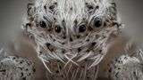 Spinne