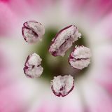 Chinesisches Staubblatt der roten Gartennelke