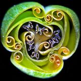 Querschnitt einer Tulpenknospe