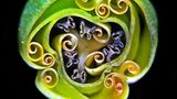 Querschnitt einer Tulpenknospe